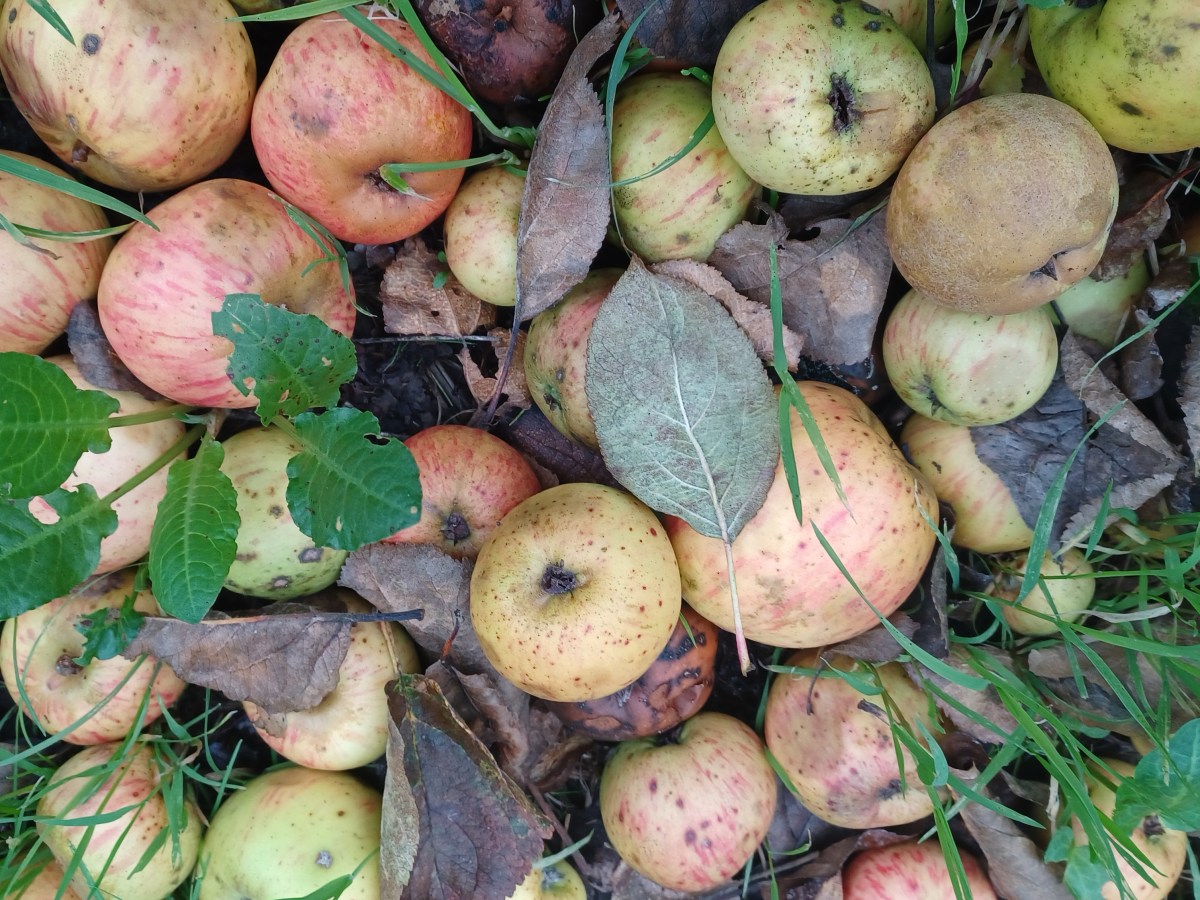 Le ramassage des pommes